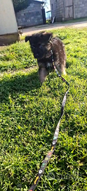 Cuccioli pastore tedesco