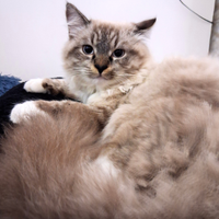 Ragdoll maschio per Monta
