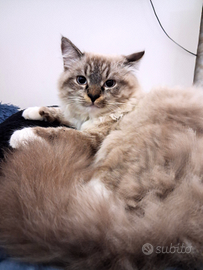 Ragdoll maschio per Monta