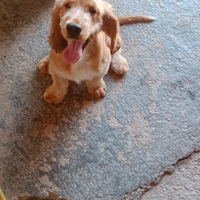Cocker spaniel inglese