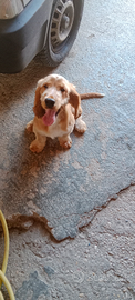 Cocker spaniel inglese