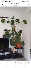 pianta Monstera