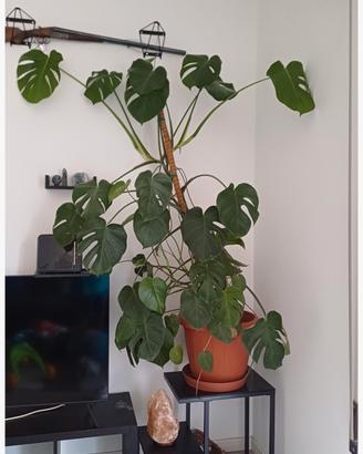 pianta Monstera