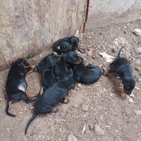 Cucciolata di dopermaan nata il 02 08 2025