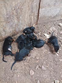 Cucciolata di dopermaan nata il 02 08 2025