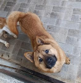 Grazia, Chow Chow Mix in canile