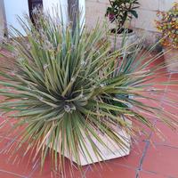 Pianta Dasylirion texanum