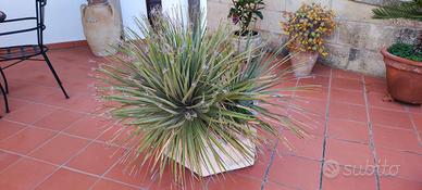 Pianta Dasylirion texanum