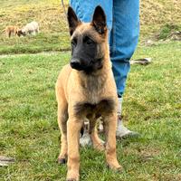 Cucciola Malinois