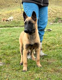 Cucciola Malinois