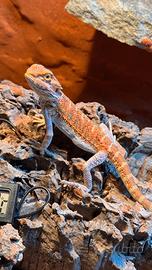Drago Barbuto Pogona
