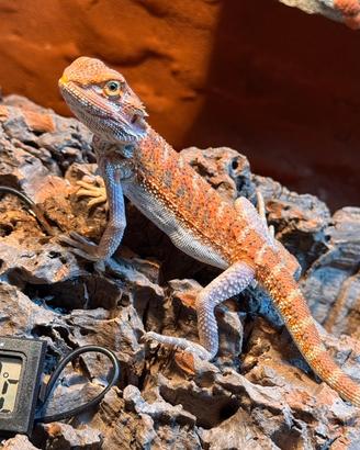 Drago Barbuto Pogona