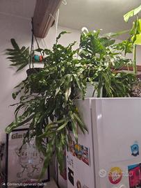 stupenda felce canguro 