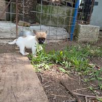 Cucciole incrocio bulldog francese