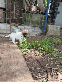 Cucciole incrocio bulldog francese