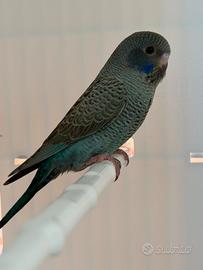 Cocorite Double black faccia nera ala nera