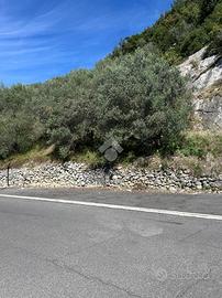 TER. AGRICOLO A OLEVANO ROMANO