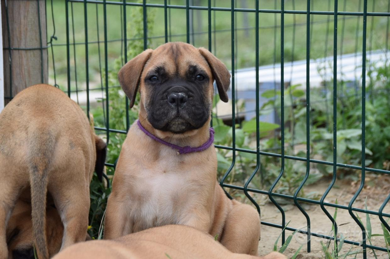 Bullmastiff Floreale Fiore Divertente Tazza Cane, Cucciolo Tumbler,  Bullmastiff Regalo, Regalo Cane Per Lei, Bullmastiff Regalo Per Lui -   Italia