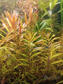 Piante per acquario e caridine