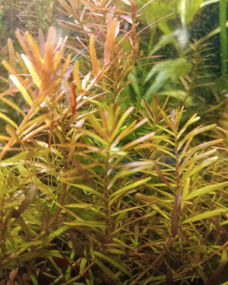 Piante per acquario e caridine