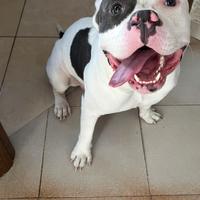 American bully