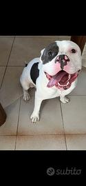 American bully