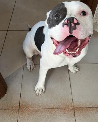 American bully