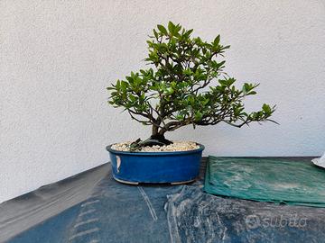 bonsai azalea 