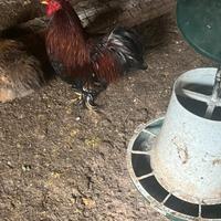 Galletto nano cocincina