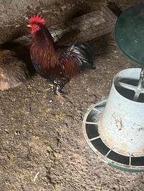 Galletto nano cocincina