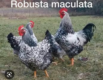 Pulcini Robusta Maculata