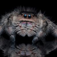 Ragno Saltatore Jumping Spiders 5 ragni