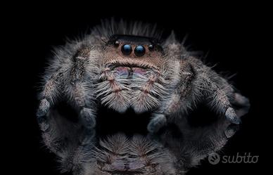 Ragno Saltatore Jumping Spiders 5 ragni