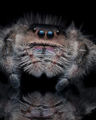 Ragno Saltatore Jumping Spiders 5 ragni