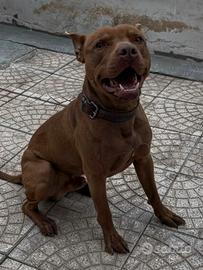 Pitbull per monta