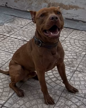Pitbull per monta