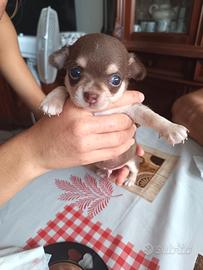 Chihuahua choccolat