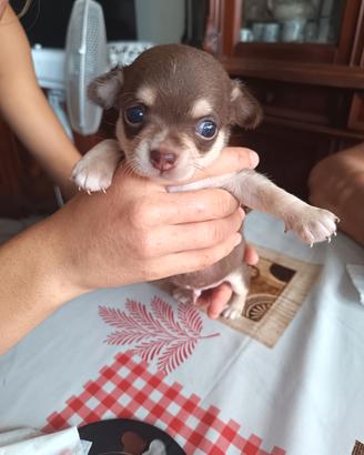 Chihuahua choccolat