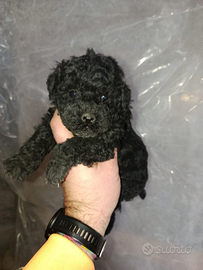 Cucciolo di barboncino nero.mini toy