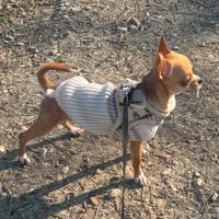 Cane maschio per accoppiamento