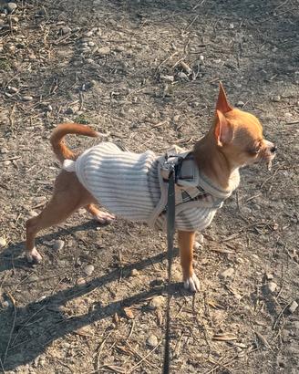 Cane maschio per accoppiamento