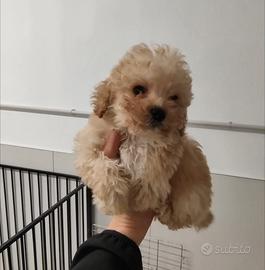 Barboncino Champagne