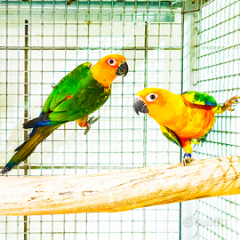 Coppia conuro JANDAIA