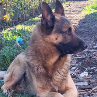Cane pastore tedesco