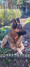 Cane pastore tedesco