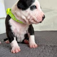 American Pitbull Terrier