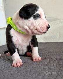 American Pitbull Terrier