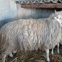 Due arieti selezionati, comune Carbonia