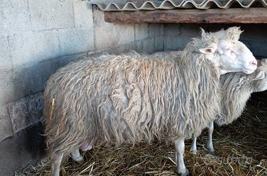 Due arieti selezionati, comune Carbonia