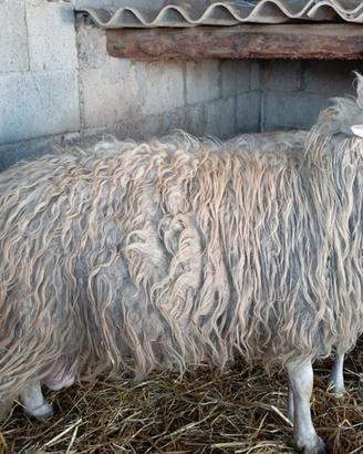 Due arieti selezionati, comune Carbonia